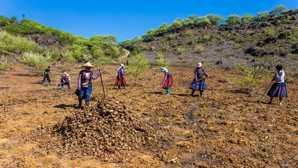 Mochau Plateau, Vietnam - February 5th, 2014 - A group of unidentified H'Mong ethnic farmers working on the fields — Stock Photo, Image