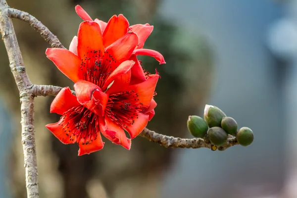 Bombax Blumen blühen schön — Stockfoto