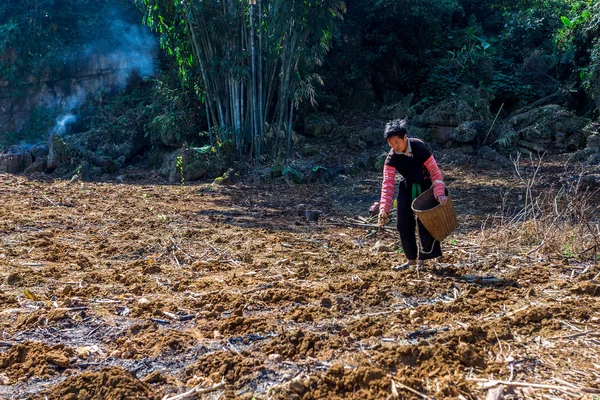 Mochau platå, Vietnam - 5: e februari 2014 - en oidentifierad H'Mong etniska bonde scattering frön. — Stockfoto