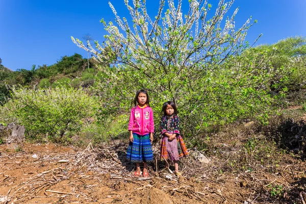 MOC CHAU PLATEAU, VIETNAM - FEBRUARY 5, 2014 - Unidentified ethnic children wearing nice ethnic costumes playing in a plum plantation on the Lunar new year's occasion. — Stock Photo, Image