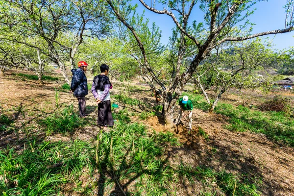 MOC CHAU PLATEAU, VIETNAM - 5 DE FEBRERO DE 2014 - Un grupo de habitantes étnicos no identificados que se reúnen en el tiempo libre, atando artesanías en una plantación de ciruelas en la ocasión del Año Nuevo Lunar . — Foto de Stock