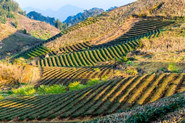 Moc チャウ高原、ベトナム - 2014 年 2 月 5 日 - お茶と早春の梅農園. — ストック写真
