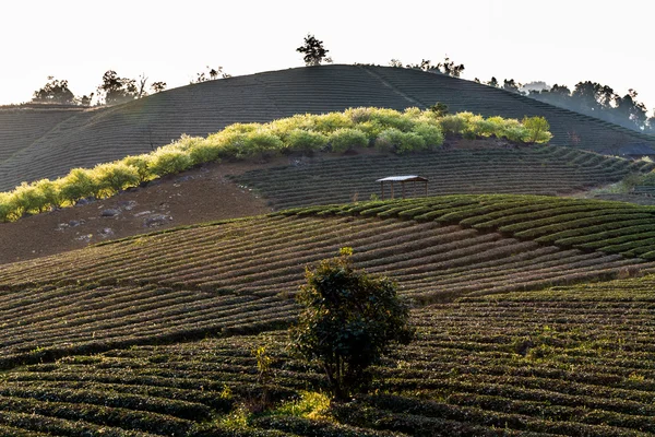 Moc Chau Plateau, Vietnam - 5 února 2014 - čaj a Švestkové plantáží v předjaří. — Stock fotografie