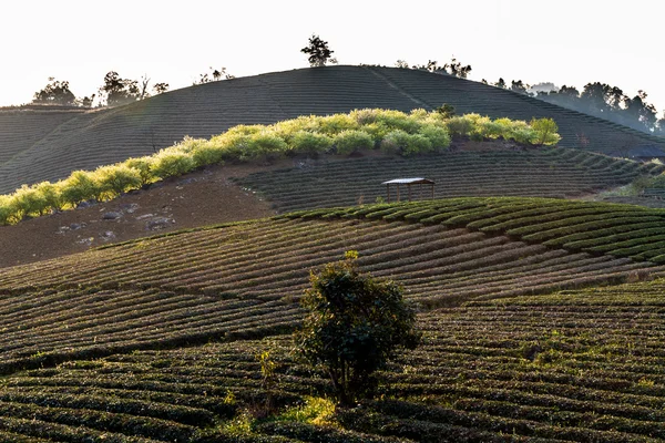 MOC CHAU PLATEAU, VIETNAM - 5 DE FEBRERO DE 2014 - Plantaciones de té y ciruela a principios de primavera . — Foto de Stock