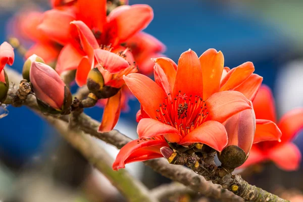 봄에는 Bombax 꽃. — 스톡 사진