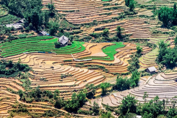 Campos con terraza en Sapa, Vietnam — Foto de Stock