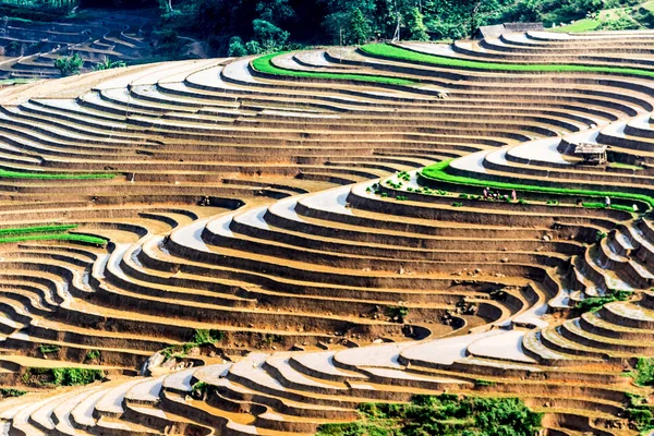 Terraced fields in Sapa, Vietnam