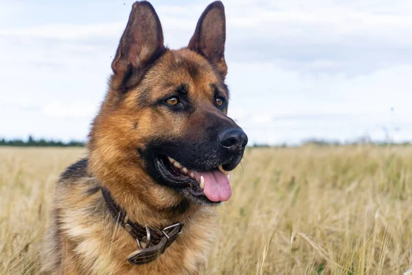 A dog in a field of wheat. German shepherd. Young male German shepherd.