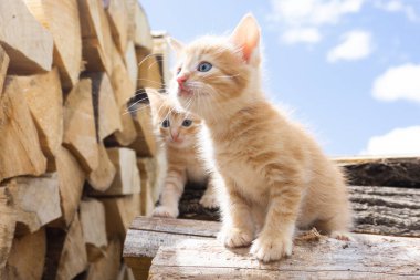 Yakacak odunların üzerinde iki sevimli kırmızı kedi yavrusu. Tatlı kırmızı kedicikler..
