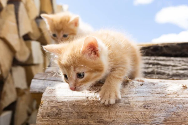 Two adorable red kittens on firewood. Cute red kittens.