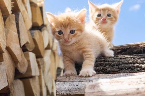 Dos Adorables Gatitos Rojos Leña Lindos Gatitos Rojos — Foto de Stock