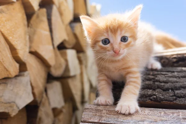 Charming red kitten sitting on the wood. Cute kitten.