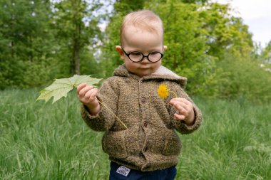 Gözlüklü küçük bir çocuk bir akçaağaç yaprağına ve elinde tuttuğu bir çiçeğe bakar. Parktaki küçük çocuk..