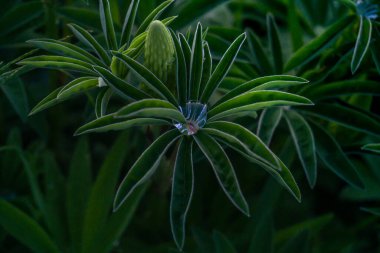 Bitkinin şişkinliğinde çiy damlası, üst manzara. Yeşil tropikal bitki.