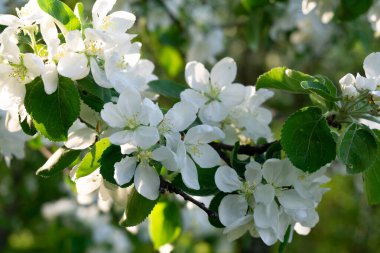 Güneşli bir günde güzel bir elma ağacı. Çiçek arka planı.