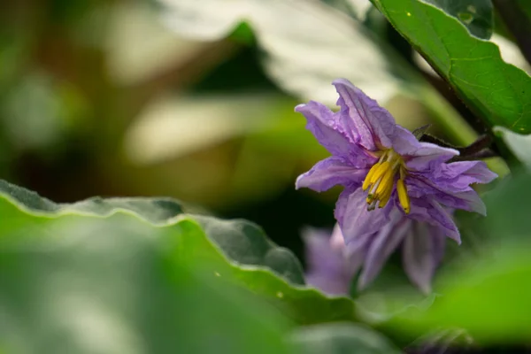 いい紫の野ナスの花 — ストック写真