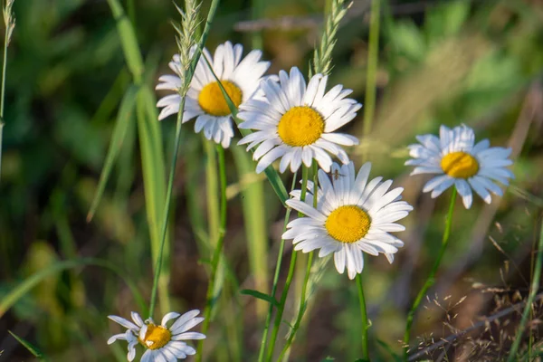 Blühendes Kamillenfeld im Sonnenschein — Stockfoto