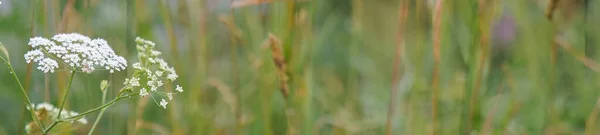 Lite Gräs Stjälk Närbild Vacker Natur Bakgrund Grunt Skärpedjup Banderoll — Stockfoto