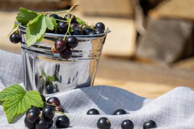 Siyah frenk üzümü. Böğürtlen arka planı. Köy bahçesinden taze organik frenk üzümü. Taze üzümlü fotoğraf. Tatlı, meyve suyu veya reçel için ekolojik meyveler.