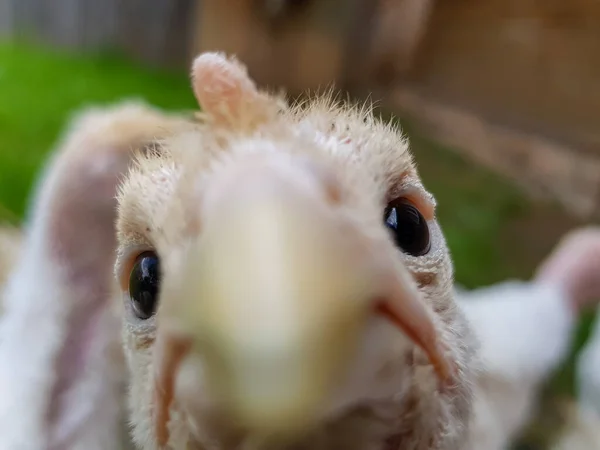 The turkey looks at the camera. Funny turkey head close-up.