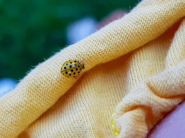 Macro close-up de uma joaninha em um fundo amarelo brilhante. — Fotografia de Stock