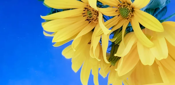 Gelbe Blumen auf blauem Hintergrund — Stockfoto