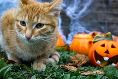 Güzel kızıl saçlı evcil bir kedinin portresi komik bir balkabağı kafasının yanında oturuyor. Sonbahar bayramı konsepti.