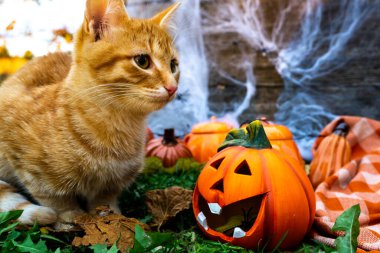 Güzel kızıl saçlı evcil bir kedinin portresi komik bir balkabağı kafasının yanında oturuyor. Sonbahar bayramı konsepti.