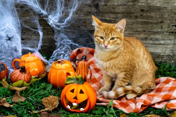 Retrato de un hermoso gato doméstico pelirrojo sentado junto a una divertida cabeza de calabaza. El concepto de las vacaciones de otoño Halloween. —  Fotos de Stock