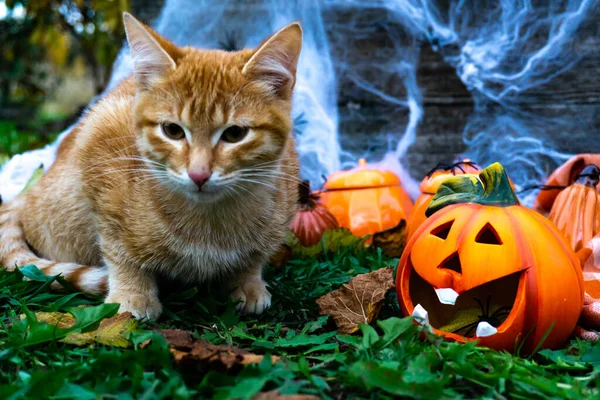 Retrato de un hermoso gato doméstico pelirrojo sentado junto a una divertida cabeza de calabaza. El concepto de las vacaciones de otoño Halloween. —  Fotos de Stock
