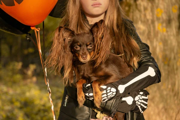 Niña divertida en un disfraz de bruja para Halloween con un perro pequeño y con globos negros y naranjas. —  Fotos de Stock