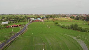 Bali Endonezya 'da pirinç tarlalarına bakan uçuş.