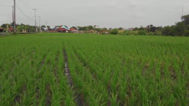 Bali Endonezya 'da pirinç tarlalarına bakan uçuş.