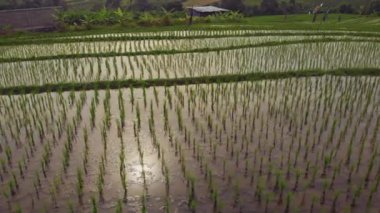 Bali Endonezya 'da pirinç tarlalarına bakan uçuş.