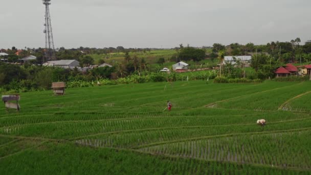 Voo com vista para terraços de arroz em Bali Indonesia. — Vídeo de Stock