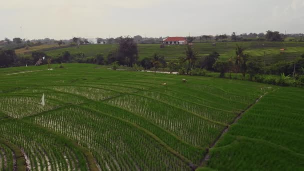 Lento näkymät riisiterasseille Balilla Indonesia. — kuvapankkivideo