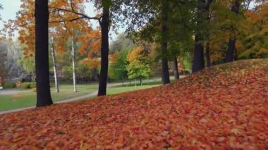 St. Petersburg 'da bir sonbahar parkının güzelliği.