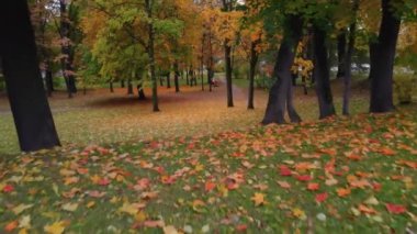 St. Petersburg 'da bir sonbahar parkının güzelliği.