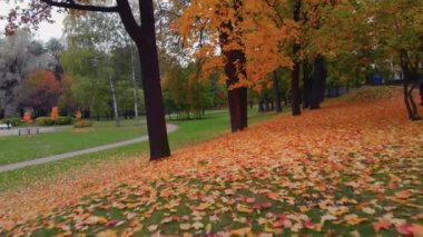 St. Petersburg 'da bir sonbahar parkının güzelliği.