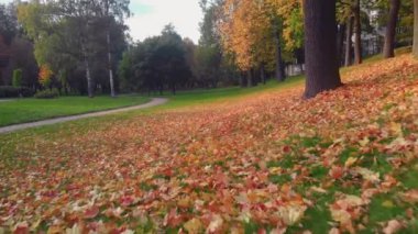 St. Petersburg 'da bir sonbahar parkının güzelliği.