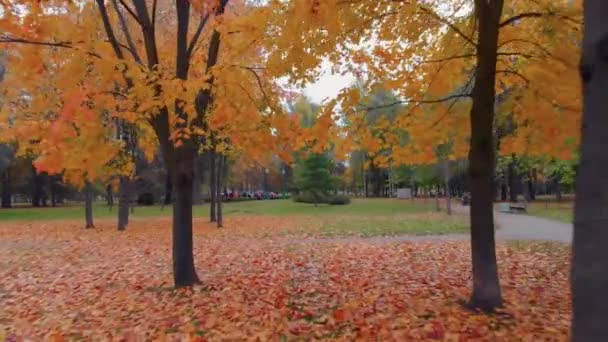 Egy őszi park szépsége Szentpéterváron. — Stock videók