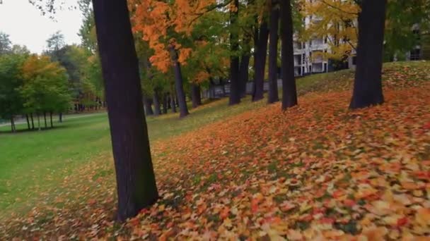 サンクトペテルブルクの秋の公園の美しさ. ストック動画