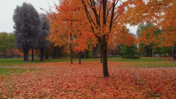 De knapheid van een herfst park in St. Petersburg. — Stockvideo