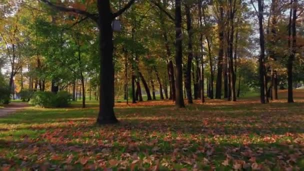 Egy őszi park szépsége Szentpéterváron. — Stock videók