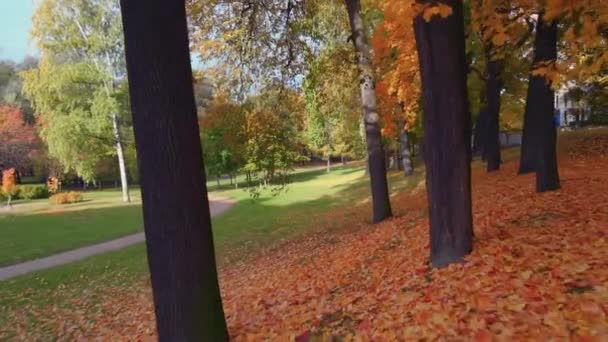 La beauté d'un parc d'automne à Saint-Pétersbourg. — Video