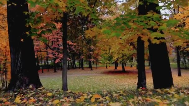 La beauté d'un parc d'automne à Saint-Pétersbourg. Séquence Vidéo Libre De Droits