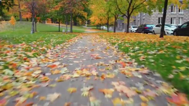 La belleza de un parque de otoño en San Petersburgo. — Vídeo de stock