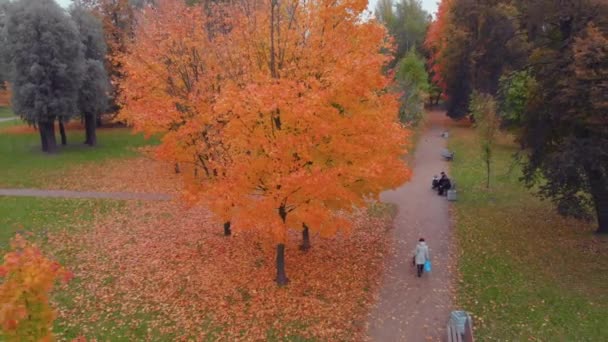 La beauté d'un parc d'automne à Saint-Pétersbourg. — Video