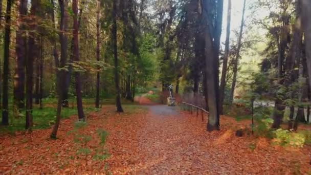 A beleza de um parque de outono em São Petersburgo. Vídeo De Stock Royalty-Free