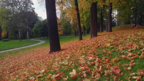 La beauté d'un parc d'automne à Saint-Pétersbourg. — Video